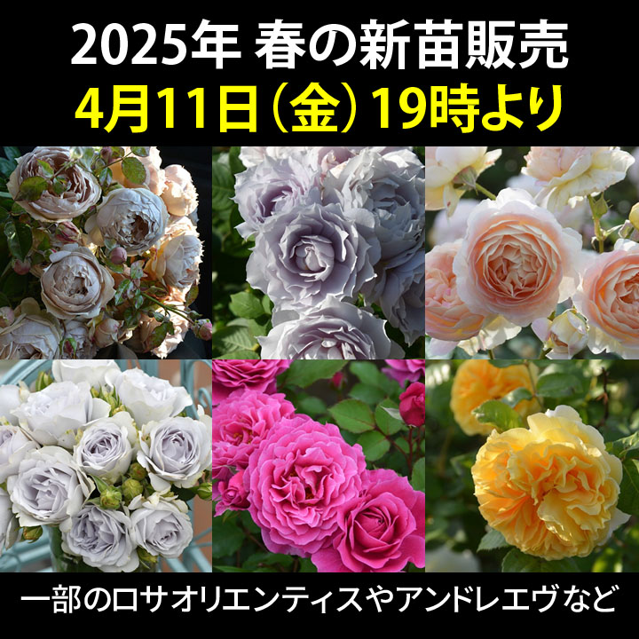 バラの家 公式本店では4月11日（金）19時より、みなさんお待ちかねの