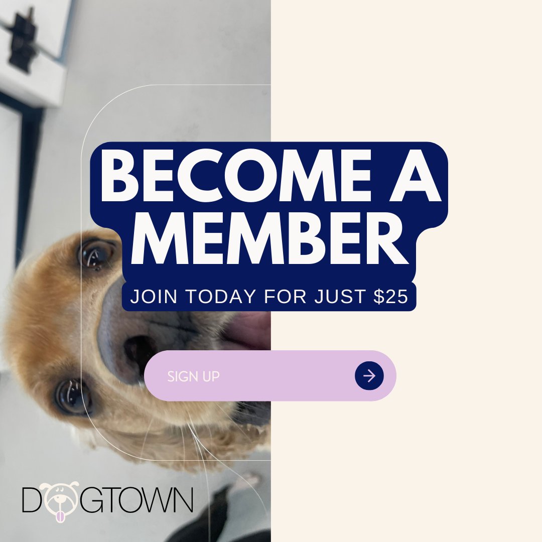 DogtownMiami's tweet photo. Why settle for ordinary when you can give your pet the best? Our membership is designed for pet parents who want genuine care and exclusive perks. For a limited time, enjoy 20% off your first month plus 2 bonus daycare days. Learn more at https://t.co/19LMKByut4 https://t.co/gAMaUkdBDu