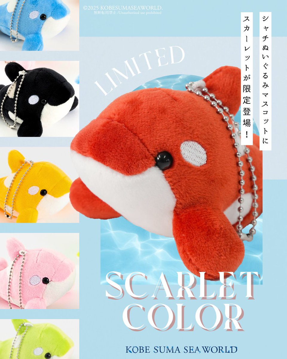 【限定】須磨シーワールド　シャチ　ぬいぐるみ　1等 71AVNKb7ILL._AC_SY200_QL15_.jpg