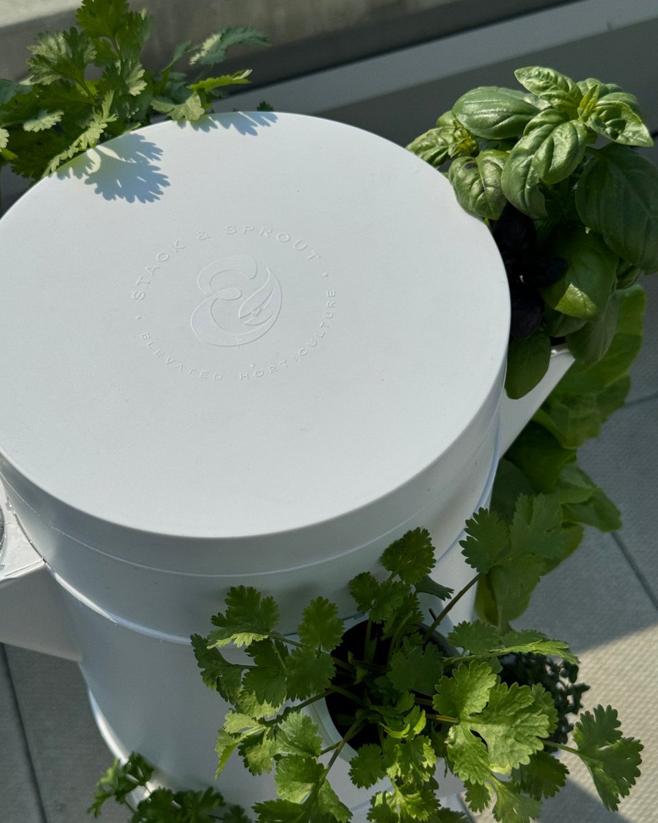 StackandSprout's tweet photo. Fresh herbs, sunshine, and a system that practically grows it all for you 🌞🌱 Basil and cilantro thriving in harmony thanks to Stack &amp; Sprout's self-watering magic.
.
.
.
.
.
.
.
#StackAndSprout #FreshFromTheTower #UrbanHerbs #GrowYourOwn #SmartGarden #SelfWateringSystem https://t.co/zh4LBDEdoz