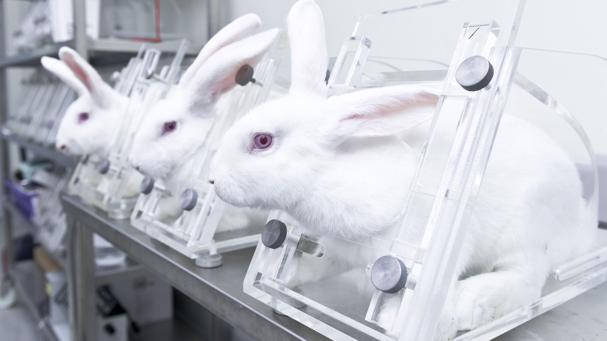 Animals still suffer and die in the name of beauty. Why? [Promoted content]: Cruelty Free Europe responds to the European Commission ahead of an-assessment of the #Cosmetics Product Regulation. 12 years after it supposedly banned #animaltesting for… dlvr.it/TK4KVY