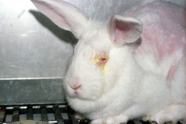 PETA_France's tweet photo. Chaque année, des centaines de milliers de lapins subissent des tests cruels dans les laboratoires. Ce ne sont pas des objets de science, ce sont des êtres vivants. 🐇💔

RT si vous refusez de fermer les yeux. #EndAnimalTesting https://t.co/Nky6abkmHY