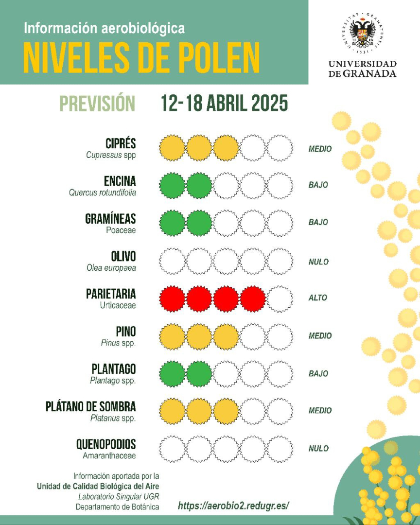 #InformePolenUGR | Previsión 12 al 18 de abril

🟡 Los niveles de polen de cipreses y plátanos de sombra comienzan a descender
🔴 Se pueden alcanzar niveles moderados/altos en el caso de las parietarias

📑 Lee el informe completo: canal.ugr.es/noticia/inform…