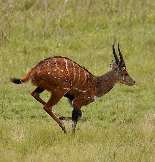 Pour ceux qui se demandent s’il y a des animaux à Bombo Lumene, la réponse est un grand oui ! La réserve abrite une grande diversité de mammifères, et le guib harnaché visible sur cette photo est de loin le plus fréquemment observé. Bien qu’il soit vrai que les animaux peuvent