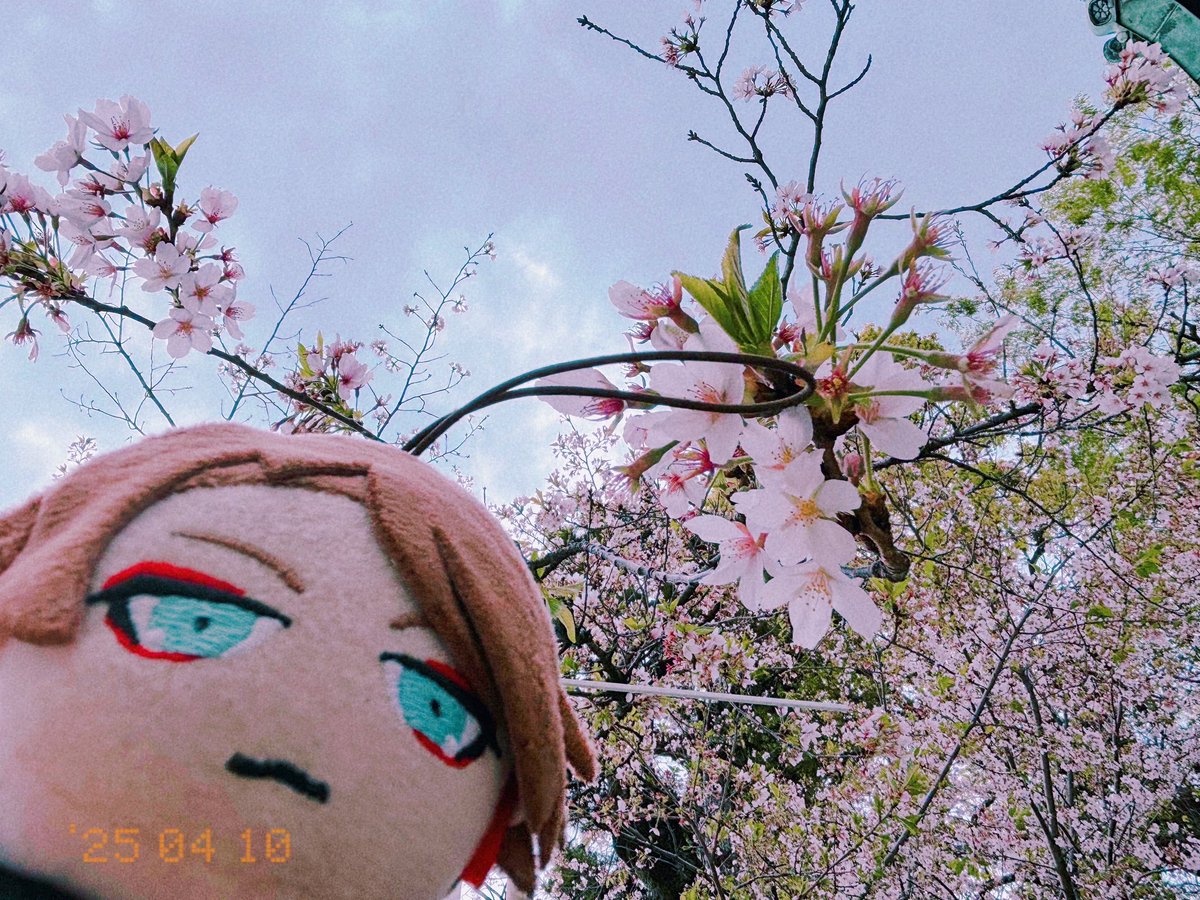 俺ら桜撮る時だけ大体曇天だよな
組み合わせ好きだけども
