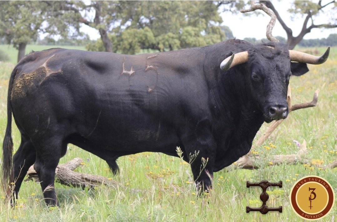 3Puyazos (@3puyazos) on Twitter photo 🐂 Bronceado 45
Cuadri 🟪🟨⬜️
Compra y reserva en:
📧 reservas@3puyazos.com
📱+34 722 392 934
💻 3puyazos.com/entradas-feria…
🔸 Sin gastos de gestión.
🗓️26 y 27 de abril.
📍 San Agustín del Guadalix
🟤🟡3Puyazos🟡🟤 🐂 Bronceado 45
Cuadri 🟪🟨⬜️
Compra y reserva en:
📧 reservas@3puyazos.com
📱+34 722 392 934
💻 3puyazos.com/entradas-feria…
🔸 Sin gastos de gestión.
🗓️26 y 27 de abril.
📍 San Agustín del Guadalix
🟤🟡3Puyazos🟡🟤
