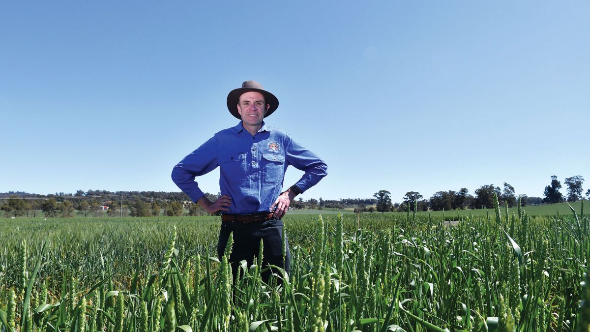 GRDC (@thegrdc) on Twitter photo At the <a href="/UniMelb/">University of Melbourne</a>’s Dookie campus in Victoria’s Mallee there is a plot of wheat varieties representing the major cultivars grown in the region dating back more than 120 years.
It's an impressive collection and it's all thanks to self-confessed "wheat-nerd" Professor James Hunt At the <a href="/UniMelb/">University of Melbourne</a>’s Dookie campus in Victoria’s Mallee there is a plot of wheat varieties representing the major cultivars grown in the region dating back more than 120 years.
It's an impressive collection and it's all thanks to self-confessed "wheat-nerd" Professor James Hunt