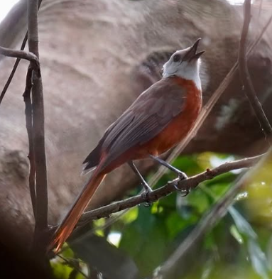 Le merle à tête blanche (Cossypha heinrichi), l’un des oiseaux les plus rares d’Afrique que l’on ne trouve qu’à Bombo Lumene et dans une autre région du nord de l’Angola. L’oiseau est gravement menacé par la déforestation.