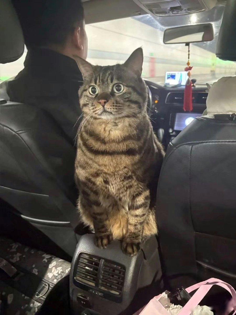 nocontextscats's tweet photo. rear view camera https://t.co/zE7TZwhZaV