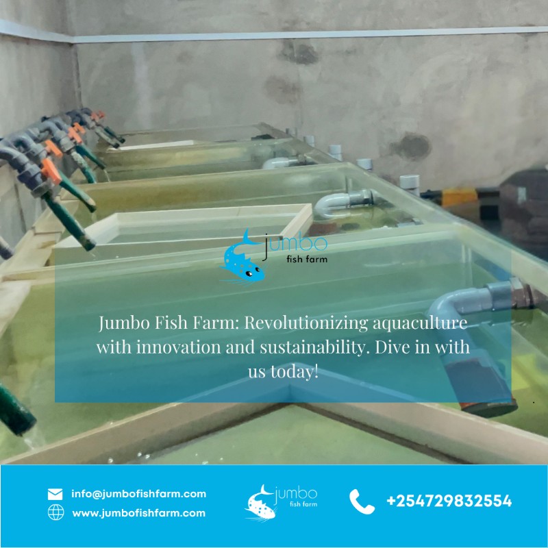 We’re not just farming fish, we’re shaping the future of aquaculture in Kenya. With a strong commitment to sustainability, innovation and community empowerment, we raise high-quality catfish and tilapia while promoting eco-friendly practices.
#Aquaculturerevolution
#Jumbofishfarm