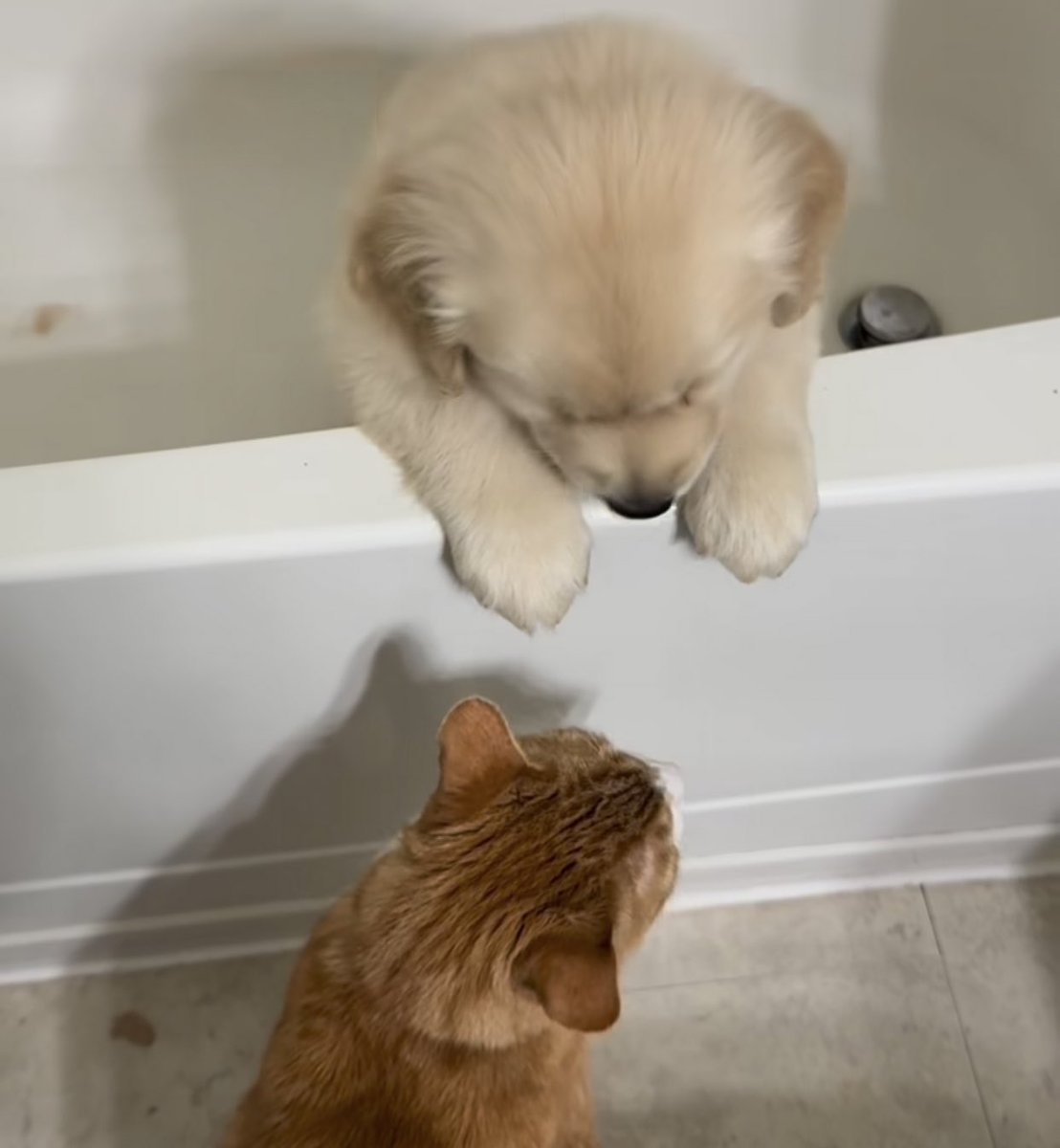 takemybear 🐶 tweet media