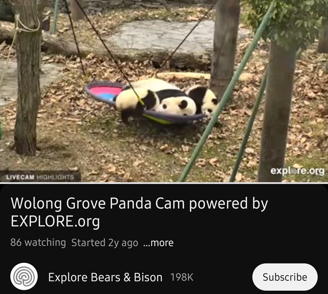 RealElvino's tweet photo. The baby Panda will be playing beside the mother inside their nested swing as shown in this screenshot.

#Magnuscontest https://t.co/LMgW7PdfBP