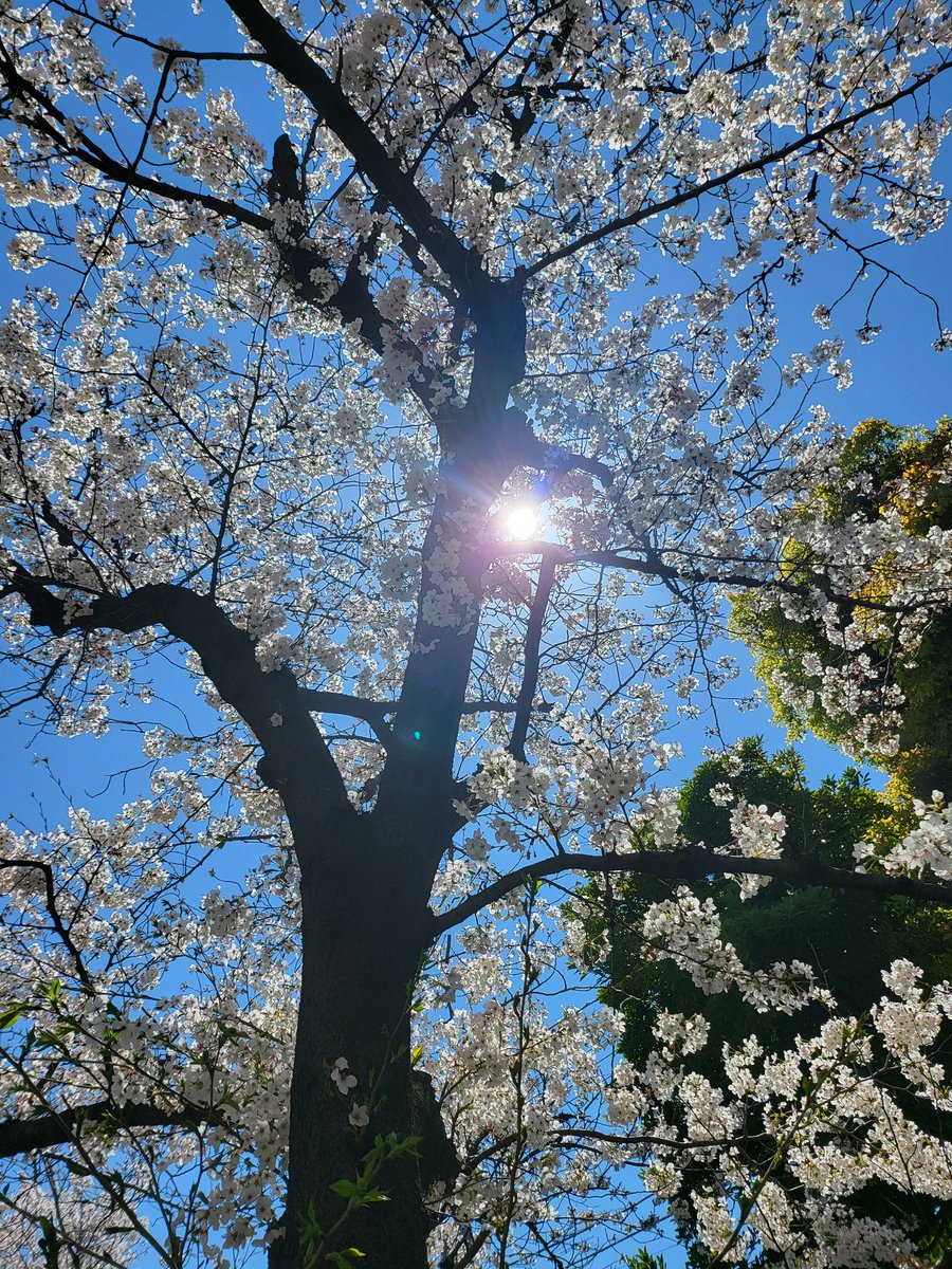 aquarinasu's tweet photo. 明けましておめでとうございます
今年もよろしくお願いします！！！ https://t.co/y7JgP7J3Ab
