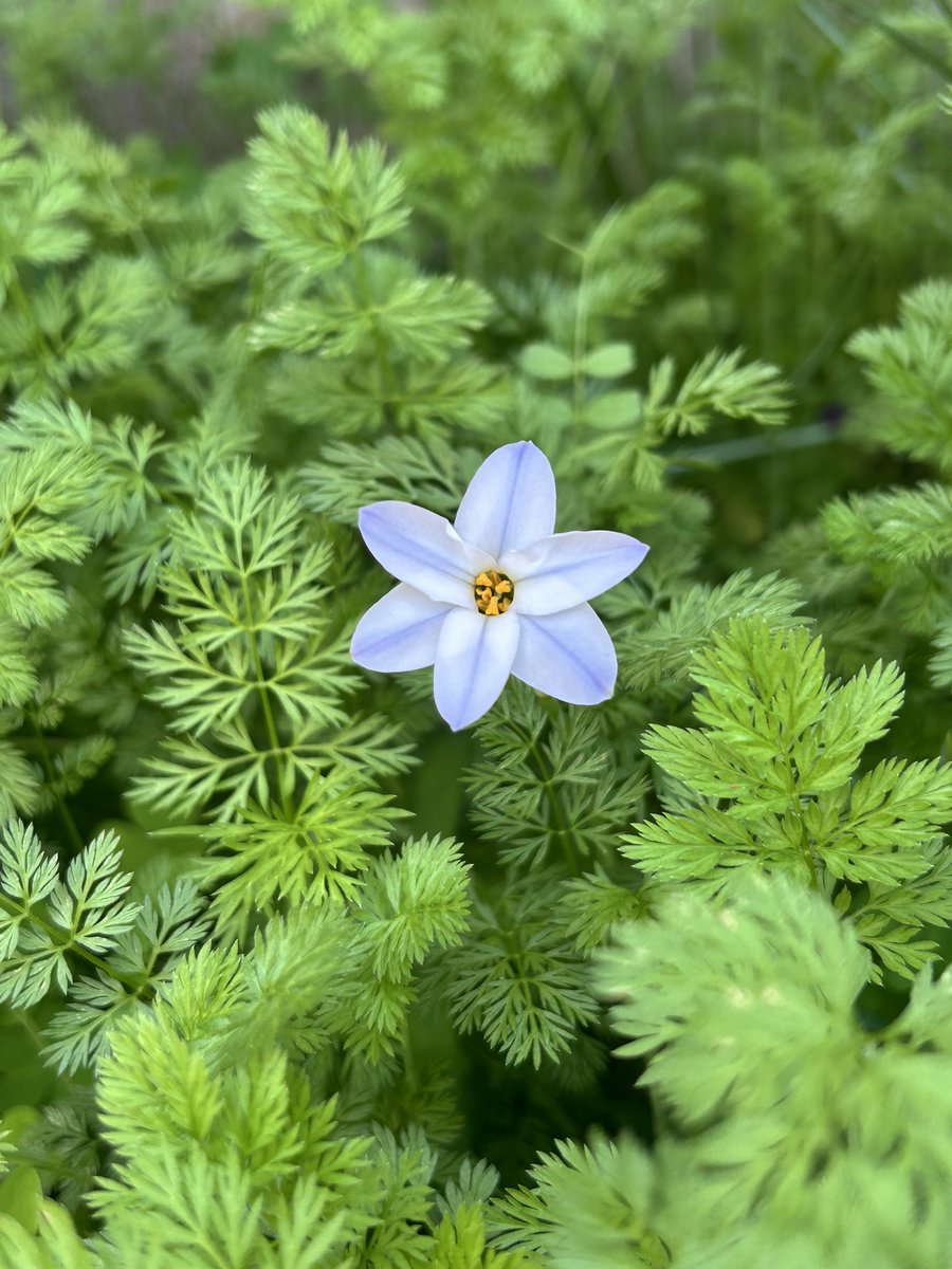 momo35peach's tweet image. #ハナニラ（#花韮）　#SpringStar⭐️
　#オルレア の葉っぱの中　（自宅の庭）