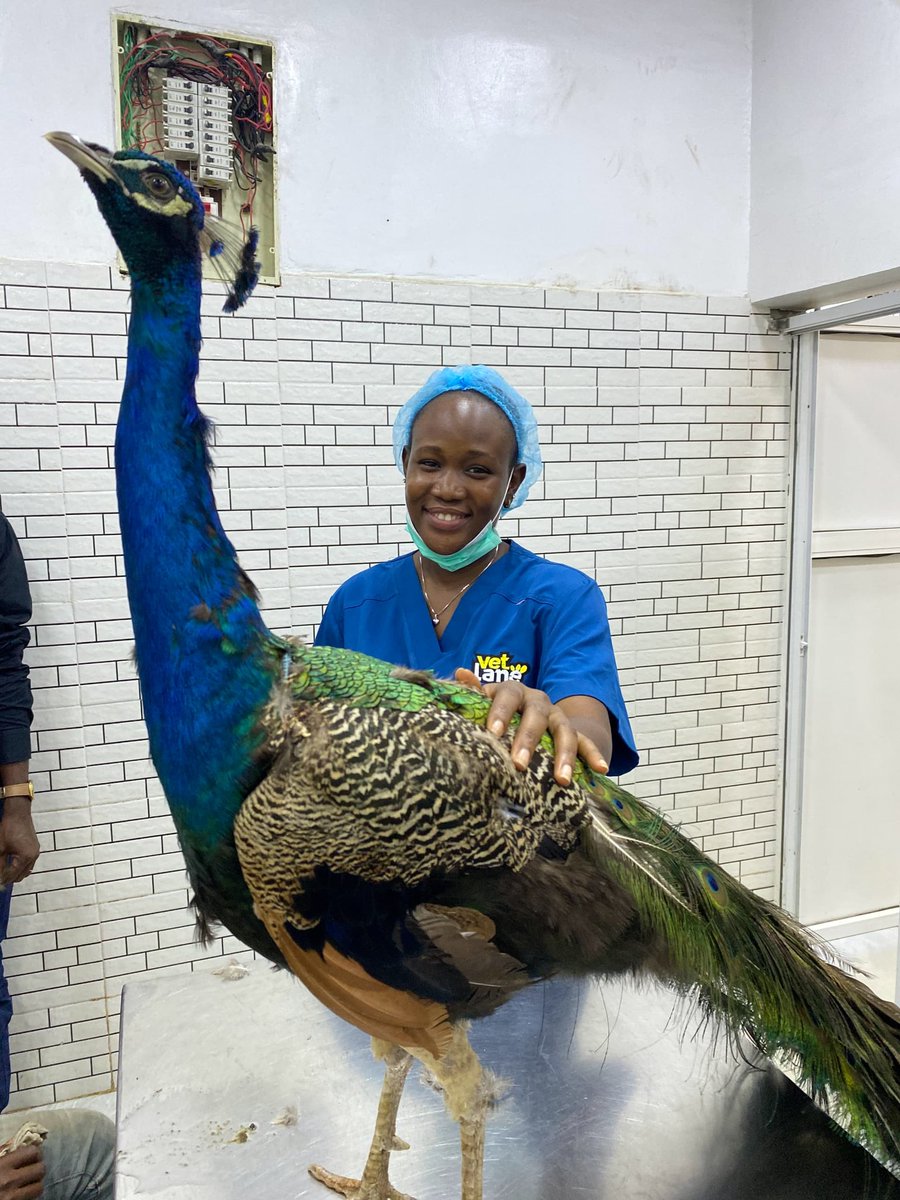 eben_ochoyo's tweet photo. No amount of googling can replace the expertise and experience of a Vet!

Your pet's well-being deserves more than just a quick online search. The expertise and experience of a veterinarian are invaluable.

Consult a Vet today‼️

PS: Beautiful Dr. Fortune 🌚 https://t.co/s8NlSnvNNx