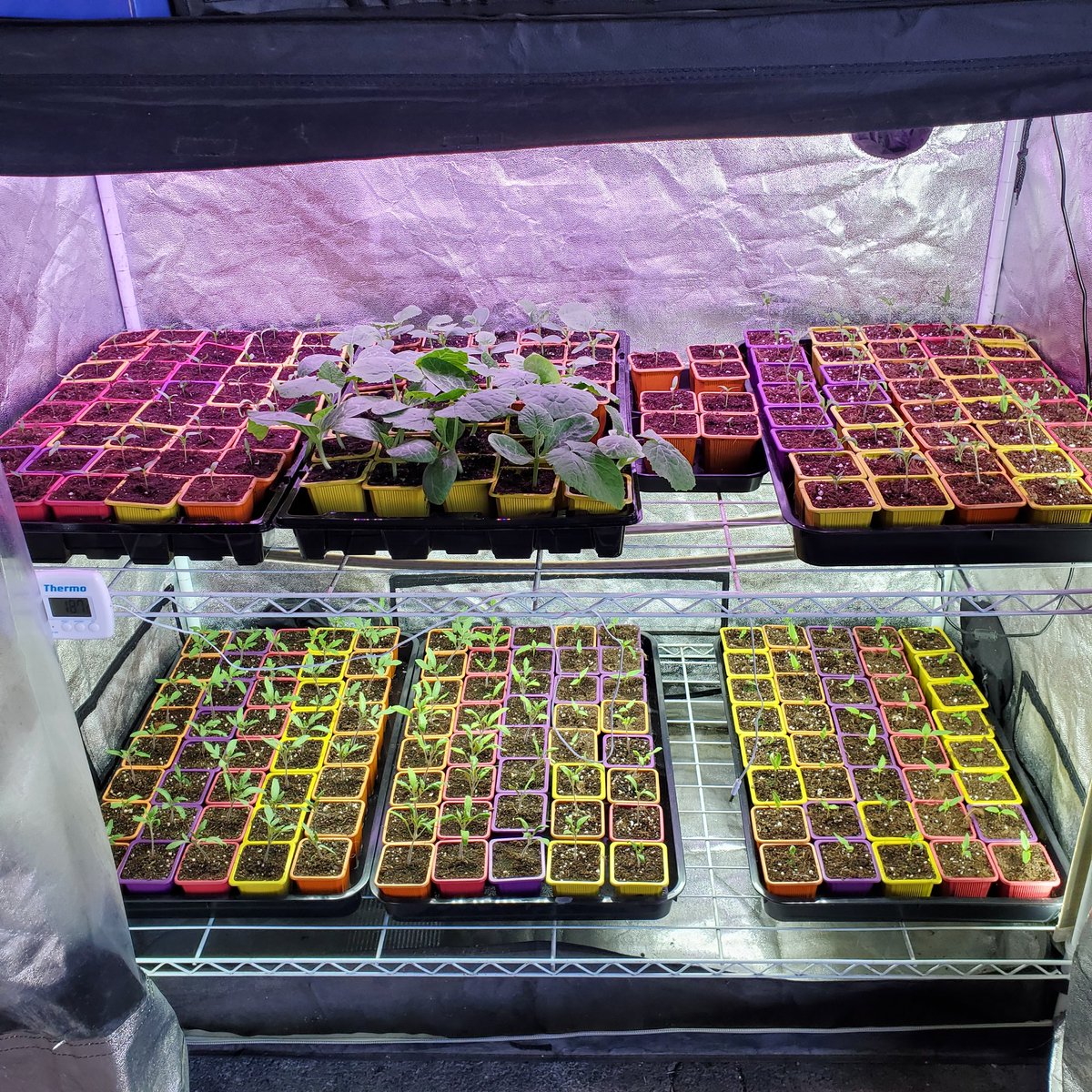 Optimal Grow tweet media