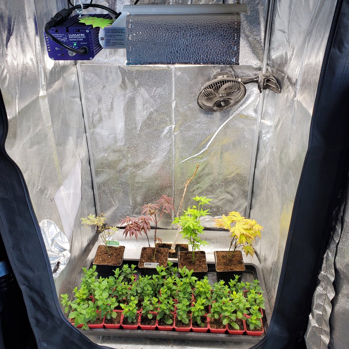 Optimal Grow tweet media