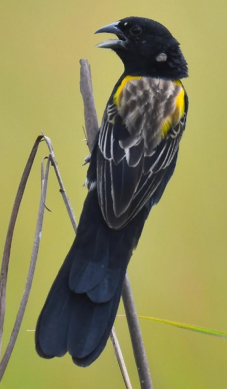 Des photos absolument superbes de l’euplecte à dos d’or (Euplectes macroura), l’une des plus de 300 espèces d’oiseaux qui habitent à Bombo Lumene.