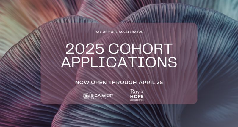 Applications open: Ray of Hope Accelerator 2025
Building a nature-inspired startup tackling environmental challenges? Get funding, mentorship &amp; global support to scale your impact.
🗓 Deadline: April 25, 2025 
🔗 wp.me/p23f03-dxR
#ClimateTech #StartupFunding