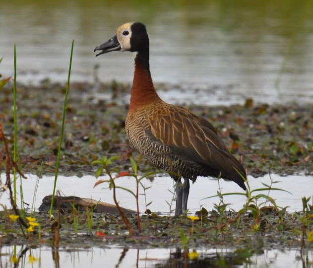 Le dendrocygne veuf (Dendrocygna viduata) est l’une des espèces d’oiseaux que l’on trouve couramment dans les marécages le long de la piste Mua à Bombo Lumene....