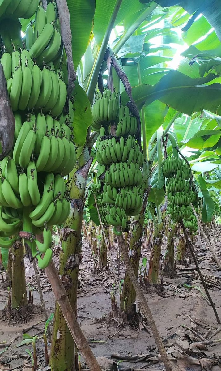 N_SmartFarmer's tweet photo. In banana farming, #propping involves using sticks or poles (often bamboo) to support banana plants, particularly when they are bearing heavy fruit or are vulnerable to strong winds, preventing them from falling over. https://t.co/IEMBB7x0O7