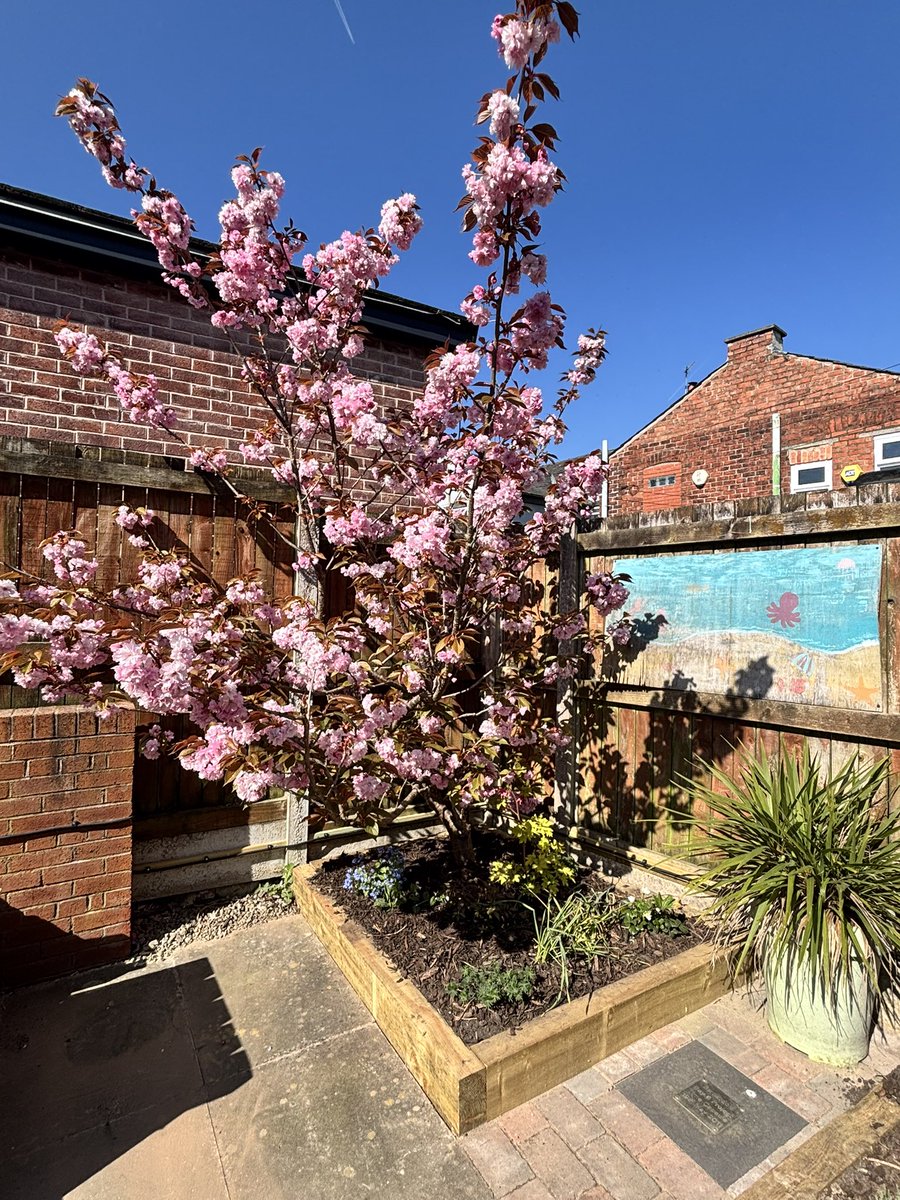 Our beautiful blossom tree is in full bloom and soaking up the sunshine! ☀️ #blossomtree #springishere #barnardos #bay6