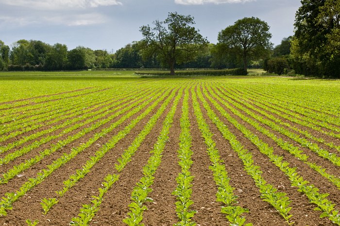 Can genetic editing create a sustainable and resilient future for British farming and do the UK public support this emerging innovation? 
We commissioned research to find out, take a look👇
britishsugar.co.uk/media/news/202…