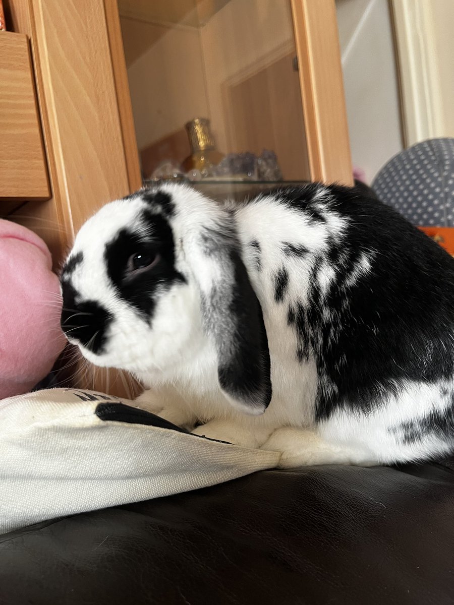 ⋆。‧˚ʚ eleanor ɞ˚‧。⋆ tweet media