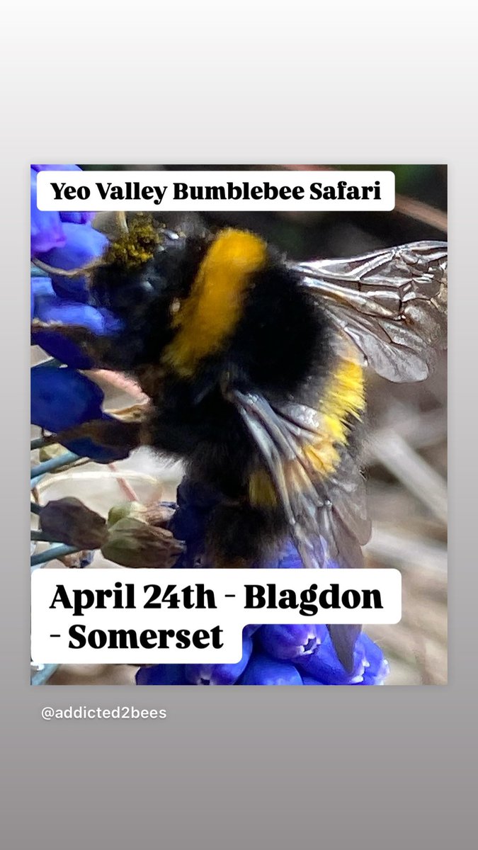 There are a few tickets left for my #bumblebeesafari @yeoorganicgarden on Thursday April 24th 2025. Includes an illustrated talk about #bumblebees &amp; #solitarybees. Then we meet some #bees close-up. yeovalley.co.uk/events/bee-saf…