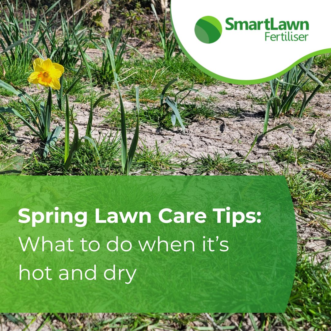 GreenBestLtd's tweet photo. Spring Lawn Care When It’s Hot & Dry... 
Here’s What You Need to Know 🌞

This warm, dry weather is catching a lot of lawn care professionals off guard!

In our latest blog, we break down:
✔️ What causes fertiliser scorch in dry conditions
✔️ Why products like DroughtSafe and SATUGRAN are ideal for early-season drought
✔️ Tips to adapt your applications and keep your customers’ lawns looking great

Don’t let the weather ruin your spring treatments. Get ahead, protect your lawns, and keep your clients happy.

📖Read the full blog here: https://t.co/OOgxvTpN0U

#LawnCare #Fertilisers #Spring #ProfessionalLawnCare #UKLCA