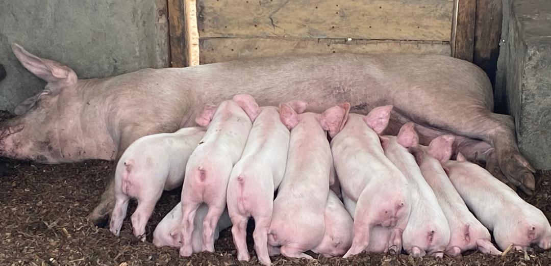 Absolutely no our feeds.
Pigs when given right composition and quantity of feed;
Will have good conception rate.
Good growth rate
Uniform growth 
Minimal disease challenges 
Attain market size and weight early about 6 months.
Fetch good revenue.
C'est la vie will give you above