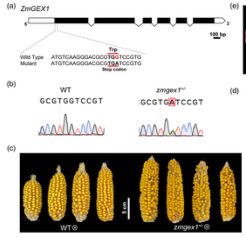 ThomasWidiez's tweet image. ▶️Maternal haploid induction in maize via mutation of Gamete Expression protein 1 (ZmGEX1) 🌱

@PlantBiotechJ 

📖 onlinelibrary.wiley.com/doi/10.1111/pb…