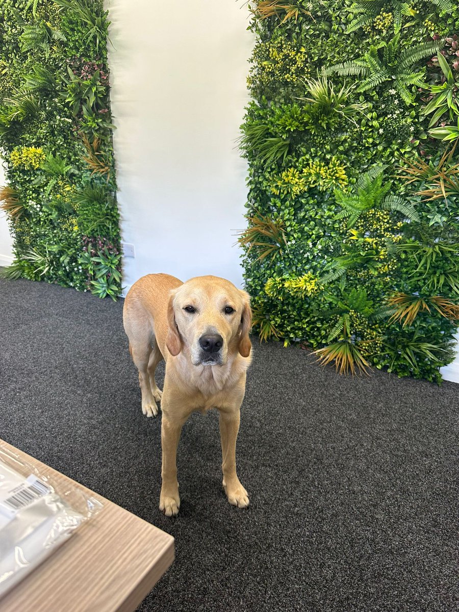 ConrenResin's tweet photo. It's National Hug Your Dog Day 🤗! So here is a little picture of Earl who is Jenny's #Guidedog to cheer everyone up 😁  He is currently making his way through the offices making sure no one  misses out on a hug 🥰🐕‍🦺! #CRFLtd https://t.co/kvEWFhwJER