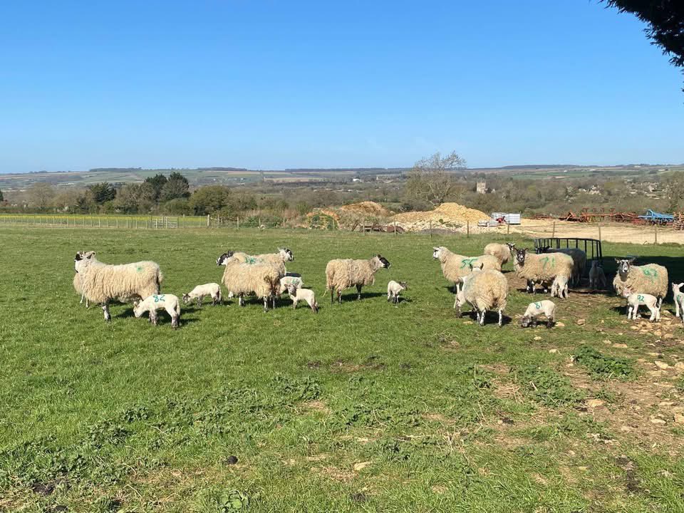 Charlbury WI’s walking group were out for their first walk of the year last weekend. A gentle hike from Charlbury, towards Taston &amp; back to Charlbury with a stop over at The Old Shed for coffee &amp; cake. We saw lambs, hares, blossom, all in lovely spring sunshine. #Charlbury