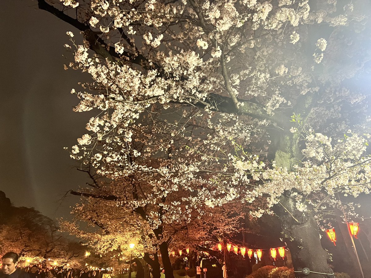 _BZRs's tweet photo. 先週上野で桜見てきた🌸🫧💗 https://t.co/wYG1qri20O