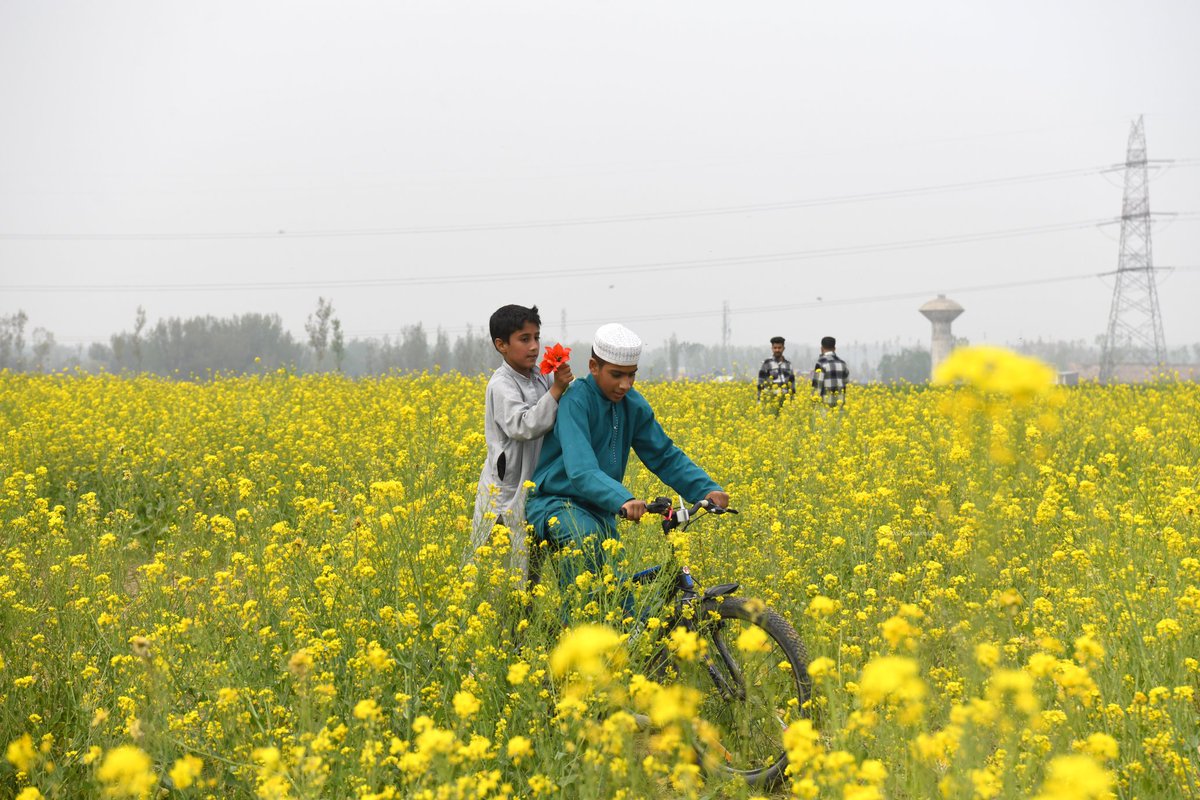Rajesh SHARMA (@rs_paris) on Twitter photo Une mer de jaune : les fleurs de moutarde marquent l’arrivée du printemps dans la vallée du Kashmir
#Kashmir #printemps #moutarde
<a href="/basiitzargar/">Basit Zargar (باسط)</a> Une mer de jaune : les fleurs de moutarde marquent l’arrivée du printemps dans la vallée du Kashmir
#Kashmir #printemps #moutarde
<a href="/basiitzargar/">Basit Zargar (باسط)</a>