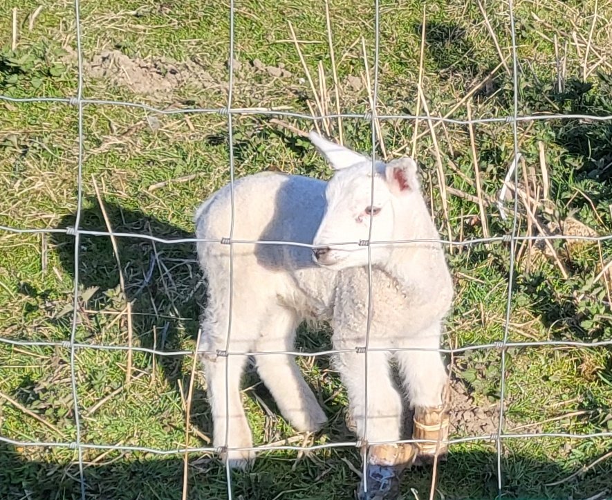 gnometweeter's tweet photo. just add #mintsauce 
for a noisily #bleating #recipeoftheday treat https://t.co/BdyAeZJqXv