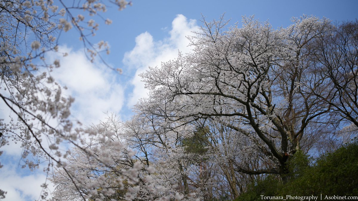 とるなら tweet media