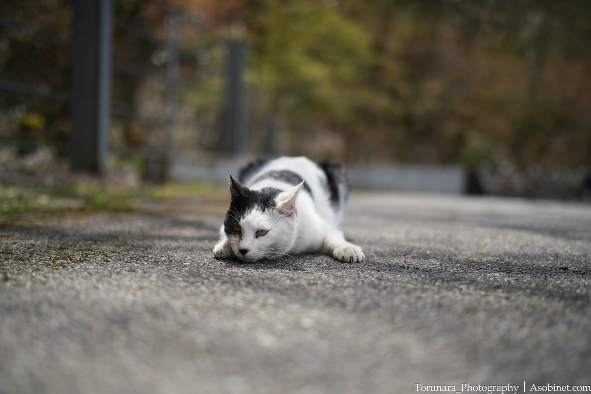 とるなら tweet media