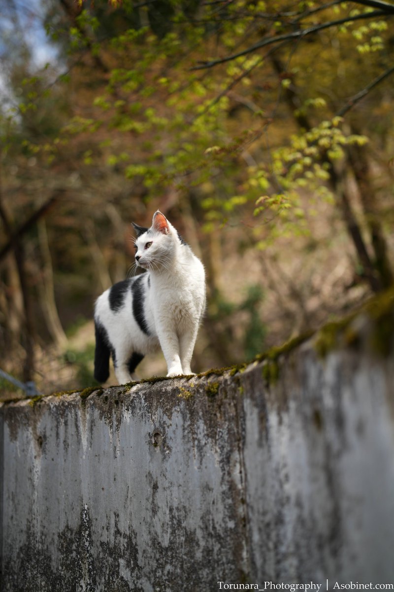 VILTROX AF 35mm F1.2 LAB
これでF1.2の絞り開放。

輝度差の強い部分でも色収差が目立たず、周辺まで良好な結果。ボケは少し硬い気もするけど、解像性能を考えたら許容範囲内。