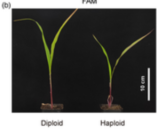 Widiez Thomas 🌽 (@thomaswidiez) on Twitter photo ▶️Maternal haploid induction in maize via mutation of Gamete Expression protein 1 (ZmGEX1) 🌱
<a href="/PlantBiotechJ/">Plant Biotechnology Journal</a>
📖 onlinelibrary.wiley.com/doi/10.1111/pb… ▶️Maternal haploid induction in maize via mutation of Gamete Expression protein 1 (ZmGEX1) 🌱
<a href="/PlantBiotechJ/">Plant Biotechnology Journal</a>
📖 onlinelibrary.wiley.com/doi/10.1111/pb…