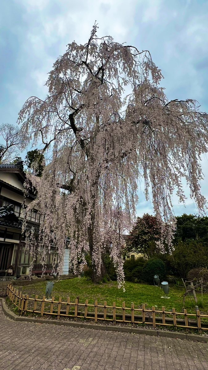 kou_159's tweet photo. MINI❌🌸
やっと行けた〜☺️👌🌸
後はバイク❌🌸
・・・だな😑

#桜
#f56  #f56jcw #jcw #f56mini #f55 #f60 #f54 #f57 #mini #minicooper https://t.co/MBS0WDS3TU
