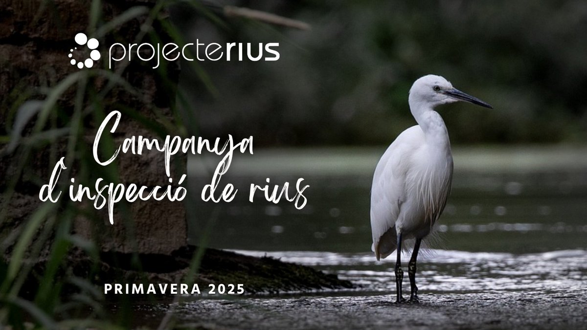 Voluntaries i voluntaris del #ProjecteRius, ha arribat el moment!

⏳Teniu temps fins el 31 de maig

💻Important! No oblideu reportar resultats

🤔Per dubtes i incidències: voluntariat@associaciohabitats.cat / 93 421 32 16

ℹ️ Si vols participar: projecterius.cat/front/voluntar…