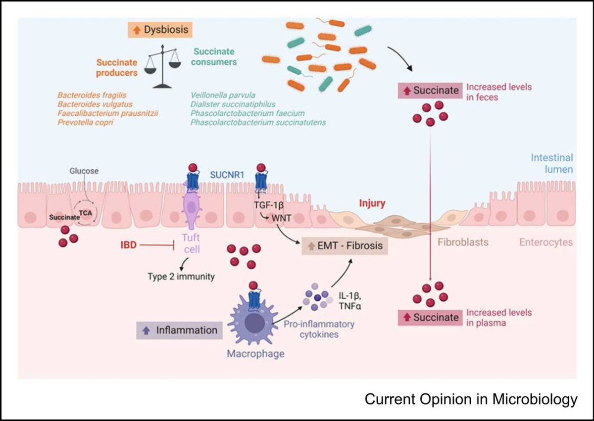 DIAMET Tarragona (@diamett) on Twitter photo 🔬 We’re excited to share our latest review, in collaboration with spin-off <a href="/succipro/">SUCCIPRO IISPV</a>, on the role of succinate in inflammatory bowel disease, published in Current Opinion in Microbiology!
➡️ LINK: sciencedirect.com/science/articl… 🔬 We’re excited to share our latest review, in collaboration with spin-off <a href="/succipro/">SUCCIPRO IISPV</a>, on the role of succinate in inflammatory bowel disease, published in Current Opinion in Microbiology!
➡️ LINK: sciencedirect.com/science/articl…