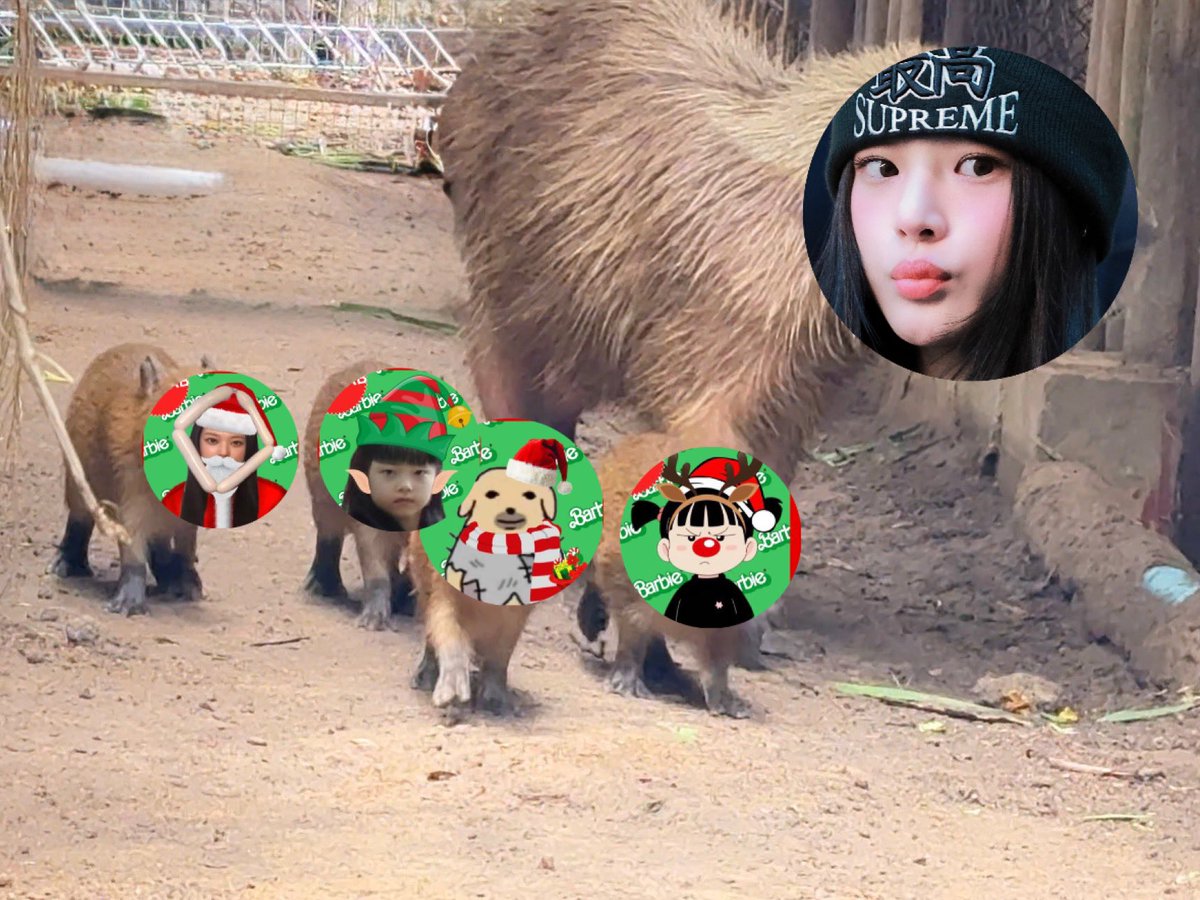 khundo_oq's tweet photo. ต้อนรับสมาชิกใหม่แห่งสวนสัตว์แปกเขาเขียว
คาปิซาร่า
@giaorinrin 
@MobiuzzN 
@mistacapable 
@LXSBRZ https://t.co/DPErMjpz3Z