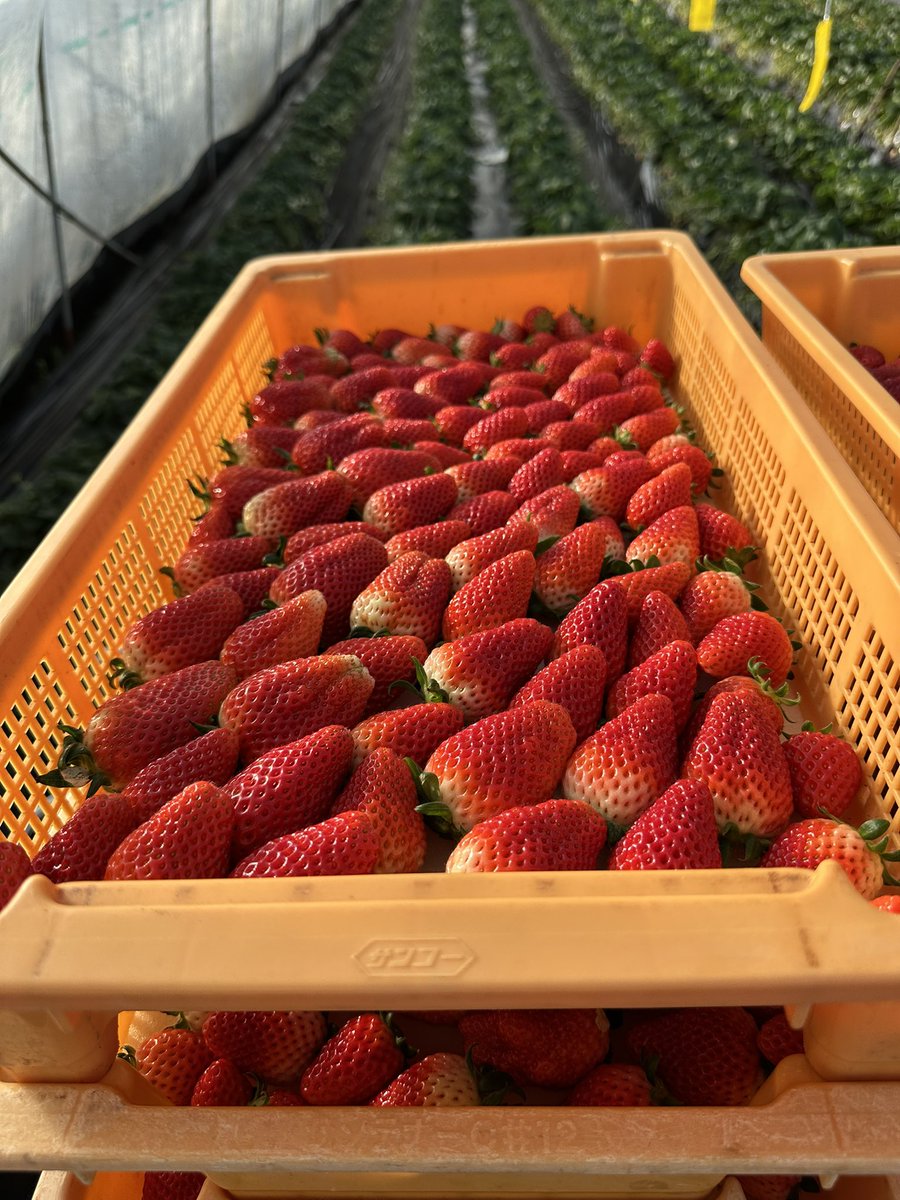 lymAIpsWPLfIepy's tweet photo. 4月になり、収穫量がさらに増えました。
ぴかぴかのイチゴ🍓たくさん採れるのは嬉しい！
11月中旬から1日も休みなく、毎日15時間労働頑張ってきました。
あと2ヶ月この生活を続けるのみ。

5月中旬以降であればイチゴ狩りも対応できるかもしれません。
今のところ何も決まっていません。 https://t.co/01DUBDXkD3