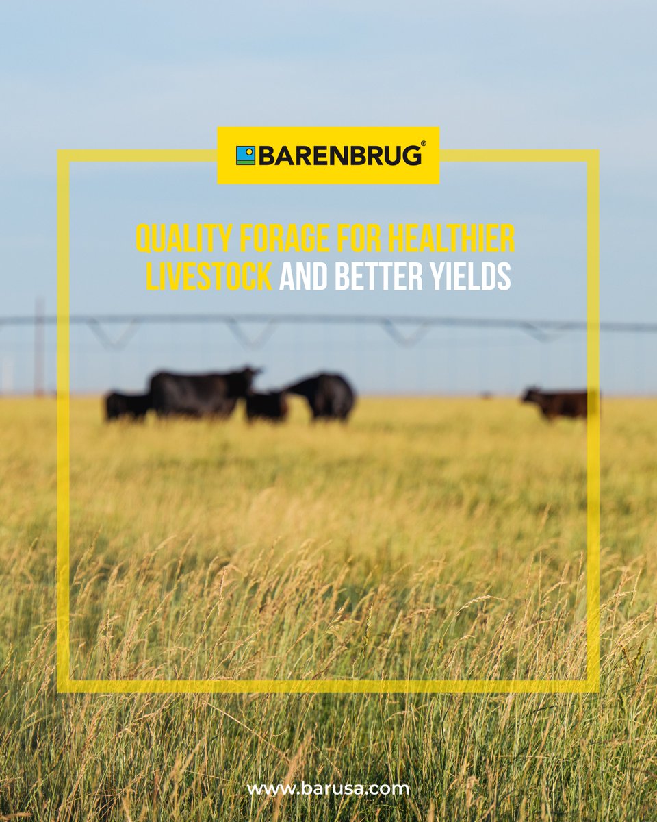 BarenbrugUSA's tweet photo. At Barenbrug, we provide premium forage solutions that promote the health and productivity of your livestock. With our high-quality products, you can ensure optimal nutrition for your animals and achieve better results on your farm.

Visit https://t.co/h2iNcCwSdj to learn more!

#livestockcare #foragesolutions #animalnutrition #farmproductivity #healthylivestock #farmsuccess #agricultureexperts #premiumforage #sustainablefarming #barenbrug #farmersoftheworld #farmlife #qualityforage #agricultureinnovation #livestockmanagement #feedyourfarm #farmerschoice #farmhealth #optimalnutrition #farmgrowth #barusa