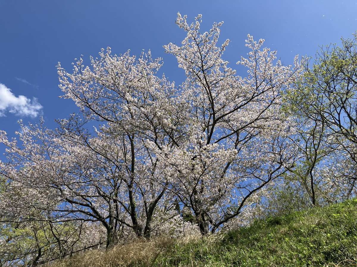 sachine_1110's tweet photo. 昨日、聖地✨茂原公園へ息子とおデート🌸行ってきましたー👏

ハラハラ🌸桜が散り始めてたけど綺麗🤩てしたぁ〜✨✨みんな花見🌸行った？👀

行けなかった皆様へ私が見た茂原公園の桜🌸をどーぞ🤲✨ https://t.co/DsCNzgImlP