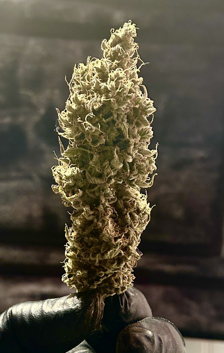 PigsEye_Pete tweet media