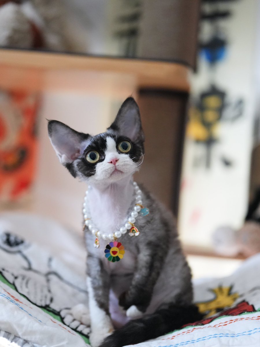 ZouZhou1112's tweet image. Black with white Devon Rex girl 
Five months old
Beautiful and cute cat
#devonrex #devonrexcattery #devonrexcat #DRX #gulooodevonrex